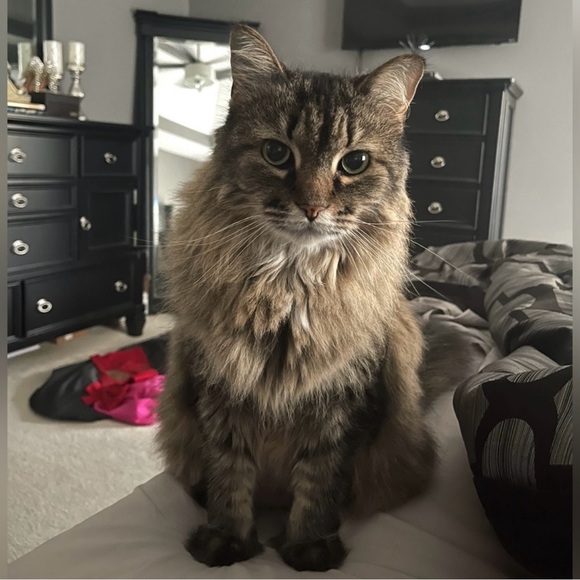 ‘Grace’ Dress in Silver & Tan by Dress the Population - Picture 15 of 15